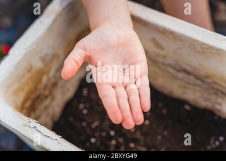 primo piano di una mano del bambino che tiene pochi semi con sfocatura di fondo di pentola di argilla bianca, piante da giardino nel cortile Foto Stock