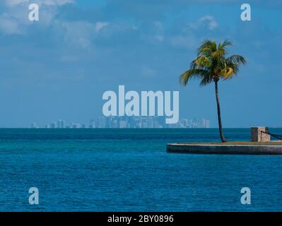 Palm Tree e Miami Skyline da Boca Chita Key Foto Stock