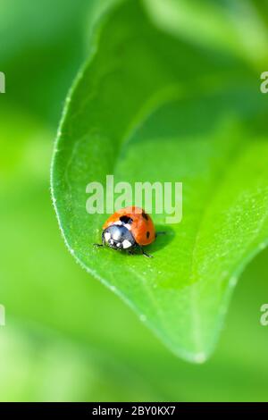 Coccinella Foto Stock