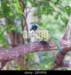 Green Jay (Cyanocorax luxuosus) che perching su un ramo di albero. Santa Ana National Wildlife Refuge. Texas. STATI UNITI Foto Stock