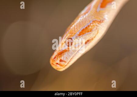 Bel Python molurus albina sul ramo dell'albero. Foto Stock