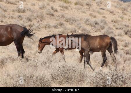 Cavalli selvatici in Nevada Foto Stock