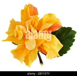 fiore dell'ibisco Foto Stock