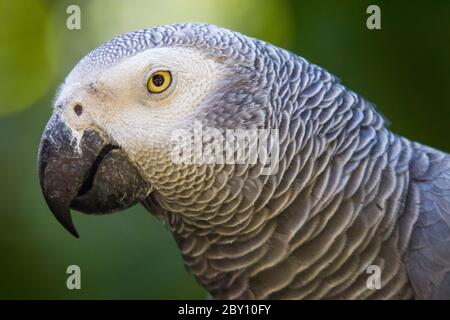 Pappagallo grigio africano (Psittacus erithacus) closeup il pappagallo grigio è un pappagallo grigio di medie dimensioni, prevalentemente grigio, nero. Foto Stock