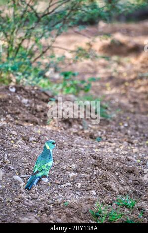 Australian Ringneck Parrot in piedi a terra alla ricerca di pericolo prima di stabilirsi per nutrire i semi d'erba in boschi di scrubby intorno a Longreach. Foto Stock
