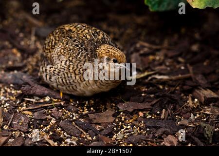 Re Quaglia (Coturnix chinensis) Foto Stock