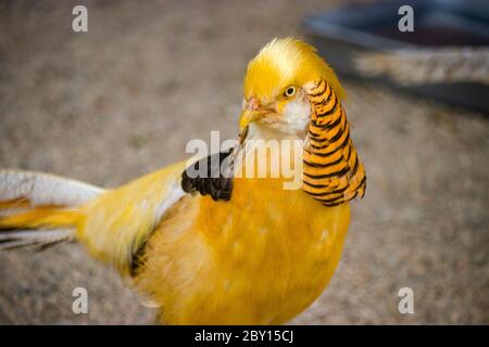 Immagine del closeup giallo dorato del fagiano. Il giallo dorato, conosciuto anche come il ghigi's Golden, è una popolare mutazione del colore del fagiano d'oro Foto Stock