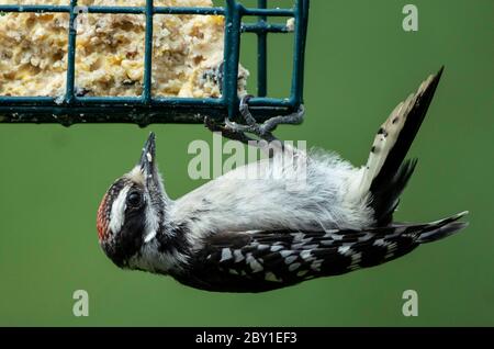 Il picchio è sospeso sotto un alimentatore di sueti Foto Stock