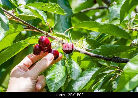 Primo piano di raccolta a mano di ciliegie rosse mature biologiche di un ramo di albero durante la raccolta estiva; California Foto Stock