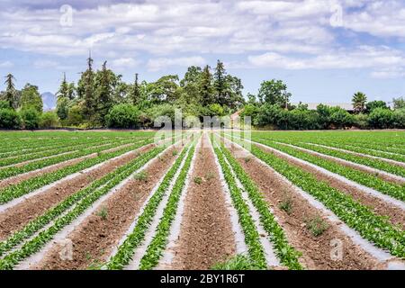 Giovani piante di pepe che crescono su un campo agricolo nella zona sud di San Francisco Bay; Gilroy, California Foto Stock