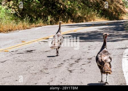 Due tacchini selvaggi femminili (Meleagris gallopao) che camminano su una strada; zona sud della baia di San Francisco, California Foto Stock