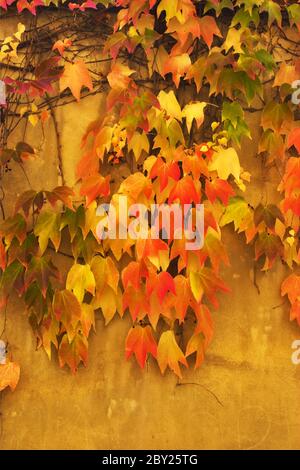 Foglie d'autunno sulle pareti Foto Stock