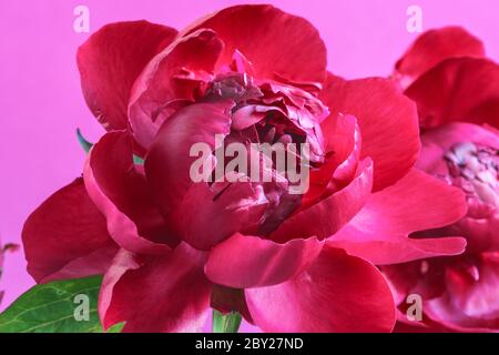 Peonie rosse su sfondo viola Foto Stock