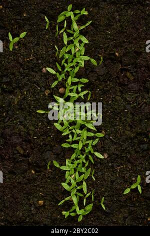 Primo piano di germogli di prezzemolo verde Foto Stock