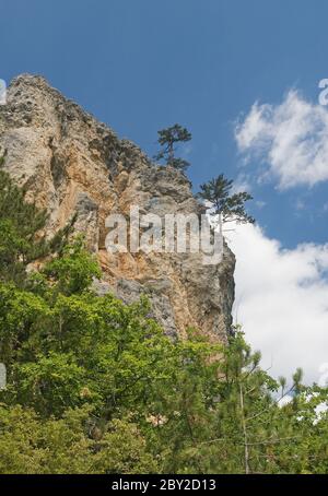 Due pini su una scogliera alta Foto Stock