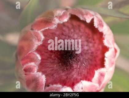 Primo piano vista laterale del fiore rosa di Protea Foto Stock