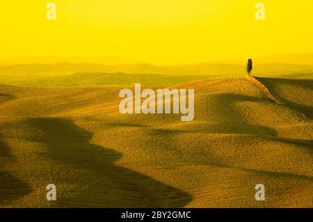 cipresso solitario in collina - terre tipiche toscane Foto Stock