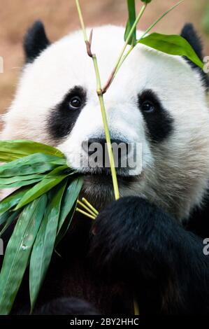 Panda di mangiare il bambù Foto Stock