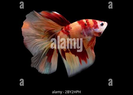 Betta Koi Nemo Halfmoon HM maschio o Plakat Fighting Fish Splendens su sfondo nero Foto Stock