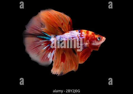 Betta Koi Nemo Candy Halfmoon HM maschio o Plakat Fighting Fish Splendens su sfondo nero Foto Stock