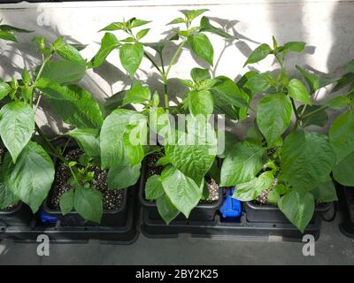 Chili piante di limone goccia e rosso lungo in Autopot Foto Stock