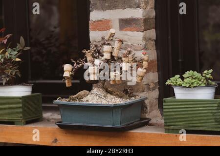 Pianta di albero decorativa su una pentola fatta da sughero di vino usato. Albero Bonsai fatto da sughero. Foto Stock