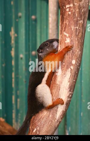 Un Prevost scoiattolo correndo in alcuni alberi Foto Stock