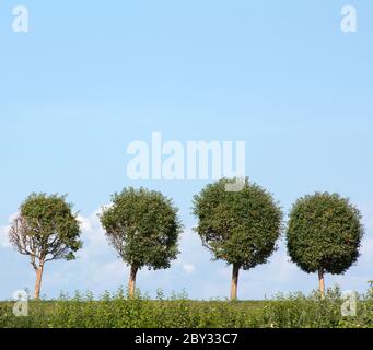 Quattro alberi in fila Foto Stock