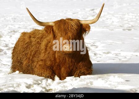 Bestiame dell'altopiano Foto Stock