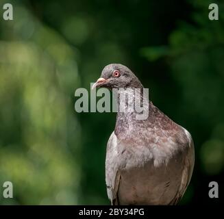 Primo piano con un piccione feriale (Columba livia domestica) Foto Stock