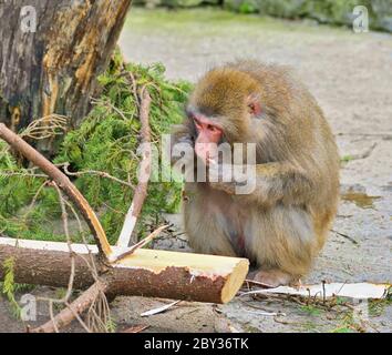 Affamato di scimmia femmina mangia conifer Foto Stock