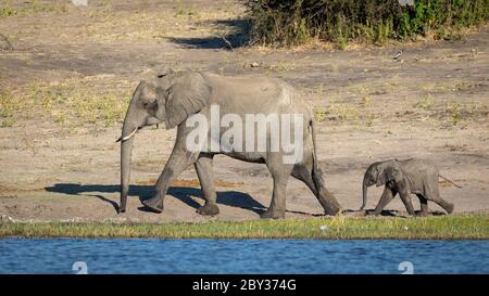 Paesaggio corpo pieno di elefante madre e il suo bambino che cammina in linea al bordo del fiume Chobe Botswana Foto Stock