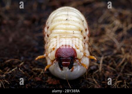 Immagine di vermi di vermi di vermi, scarabeo di cocco rinoceronte (Oryctes rhinoceros), Larva a terra. Foto Stock