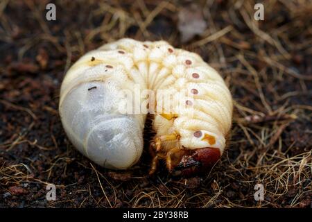 Immagine di vermi di vermi di vermi, scarabeo di cocco rinoceronte (Oryctes rhinoceros), Larva a terra. Foto Stock