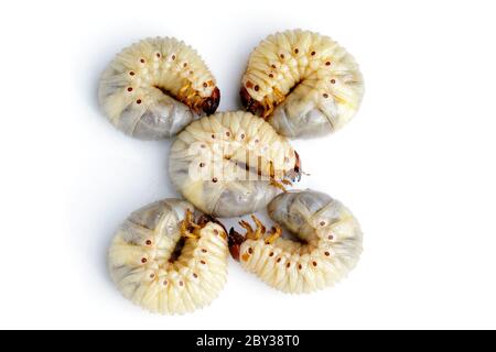 Immagine di vermi di vermi di vermi, scarabeo di cocco rinoceronte (Oryctes rhinoceros), Larva su sfondo bianco. Foto Stock