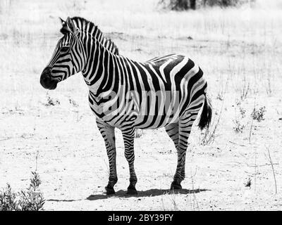 Zebra vista su safari game drive (bianco e nero) Foto Stock
