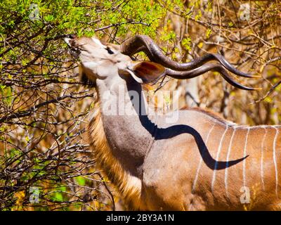 Fame kudu antilope mangiare da albero nel Delta Okavango, Botswana Foto Stock