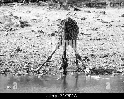 Giraffa assetata che beve da un buco d'acqua in posa tipica con ampie gambe, Etosha National Park, Namibia. Immagine in bianco e nero. Foto Stock