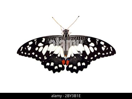 Immagine della farfalla di lime (Papilio demoleus) isolata su sfondo bianco. Insetto. Animali. Foto Stock