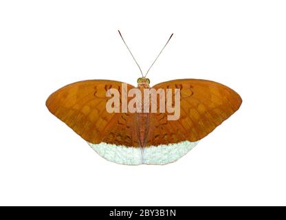 Immagine di farfalle comuni di ear maschi (Tanaecia julii odilina) isolate su sfondo bianco. Insetto. Animali. Foto Stock