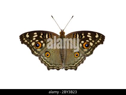 Immagine della farfalla pansy di limone (Junonia lemonias lemonias lemonias) isolata su sfondo bianco. Insetto. Animali. Foto Stock