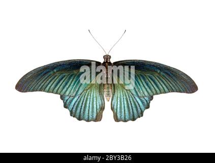 Immagine della grande farfalla mormone maschile (Papilio polytes) isolata su sfondo bianco. Insetto. Animali. Foto Stock