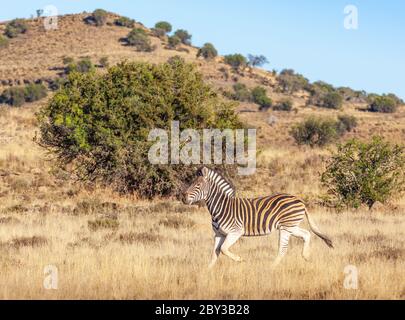 Una zebra di Burchell o di pianura (Equus burchelli) che corre nel Parco Nazionale di Zebra montagna, Sud Africa. Foto Stock