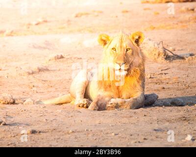 Leone giovane maschio che riposa su un terreno polveroso al tramonto, Etosha National Park, Namibia, Africa. Foto Stock