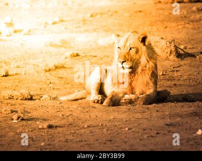 Leone giovane maschio che riposa su un terreno polveroso al tramonto, Etosha National Park, Namibia, Africa. Foto Stock