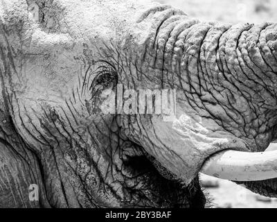 Vista dettagliata della testa dell'elefante Foto Stock