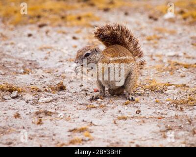 Scoiattolo sudafricano, Xerus inauris, seduto e mangiare, Etosha National Park, Namibia. Foto Stock