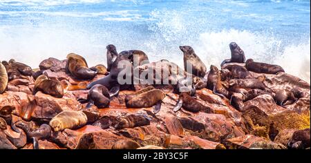 Foca bruna, Pusillus Arctocephalus, colonia a Cape Cross, sulla Skeleton Coast dell'Oceano Atlantico, vicino Hitties Bay in Namibia, Africa. Foto Stock