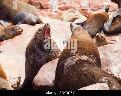 Due pericolosi foche di pelliccia marrone che combattono su una roccia Foto Stock