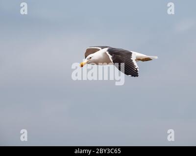 Gabbiano in volo a Capo Croce (Namibia) Foto Stock